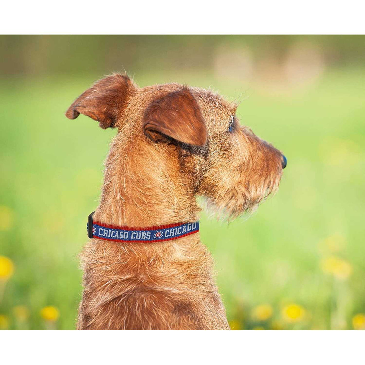 Chicago Cubs Dog Collar G99866