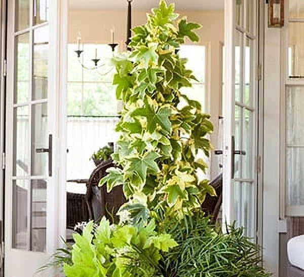 Evergreen Vine with Variegated Green and White Foliage 3 Gallon Live Outdoor Plant U162533