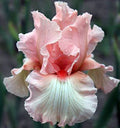 Bearded Iris Bulbs B27698