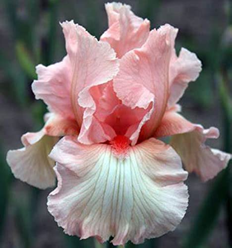 Bearded Iris Bulbs B27698