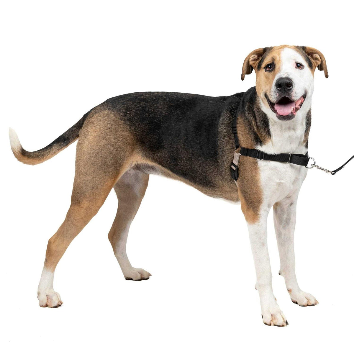 Dog Harness J822149