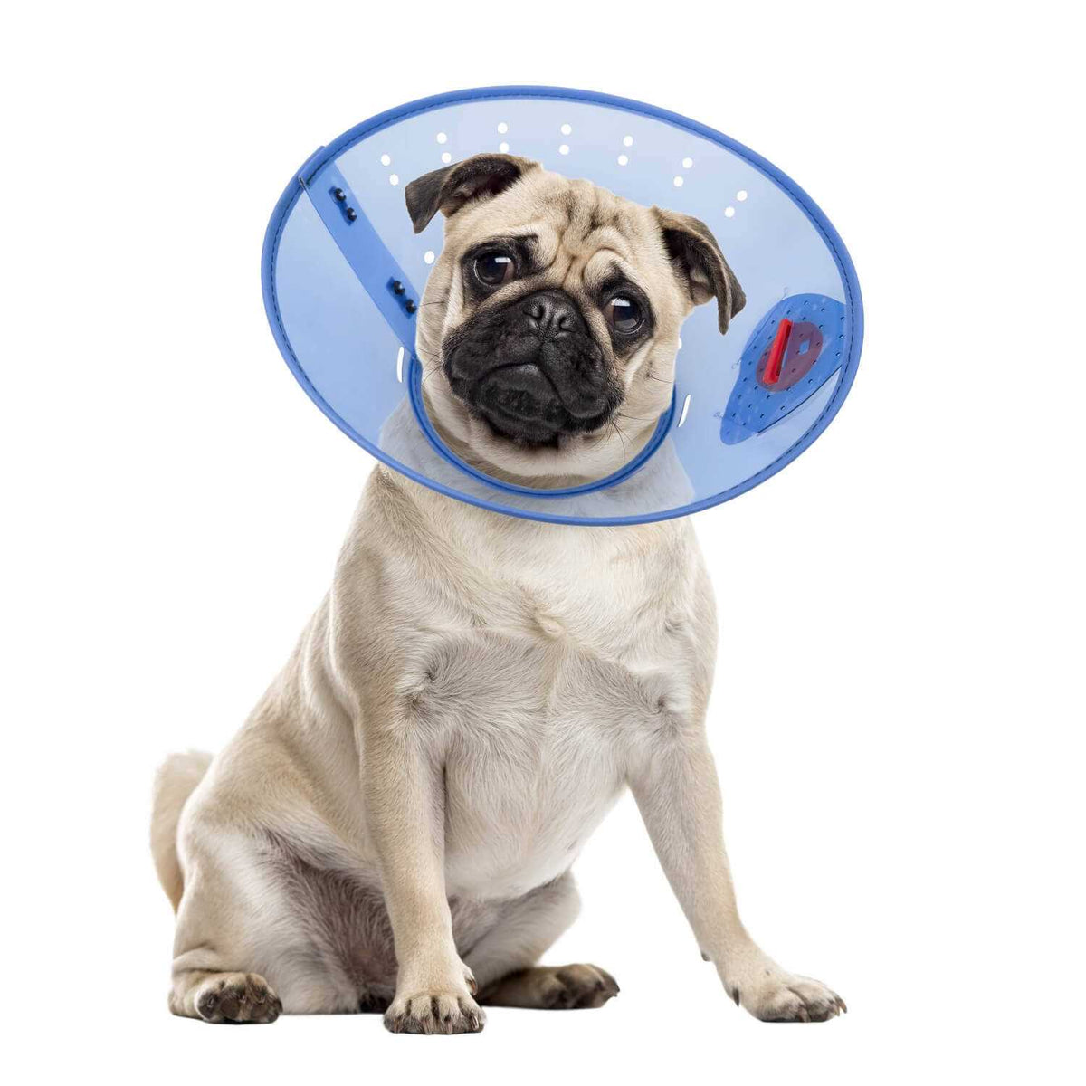 Calming Dog E-Collar A38502