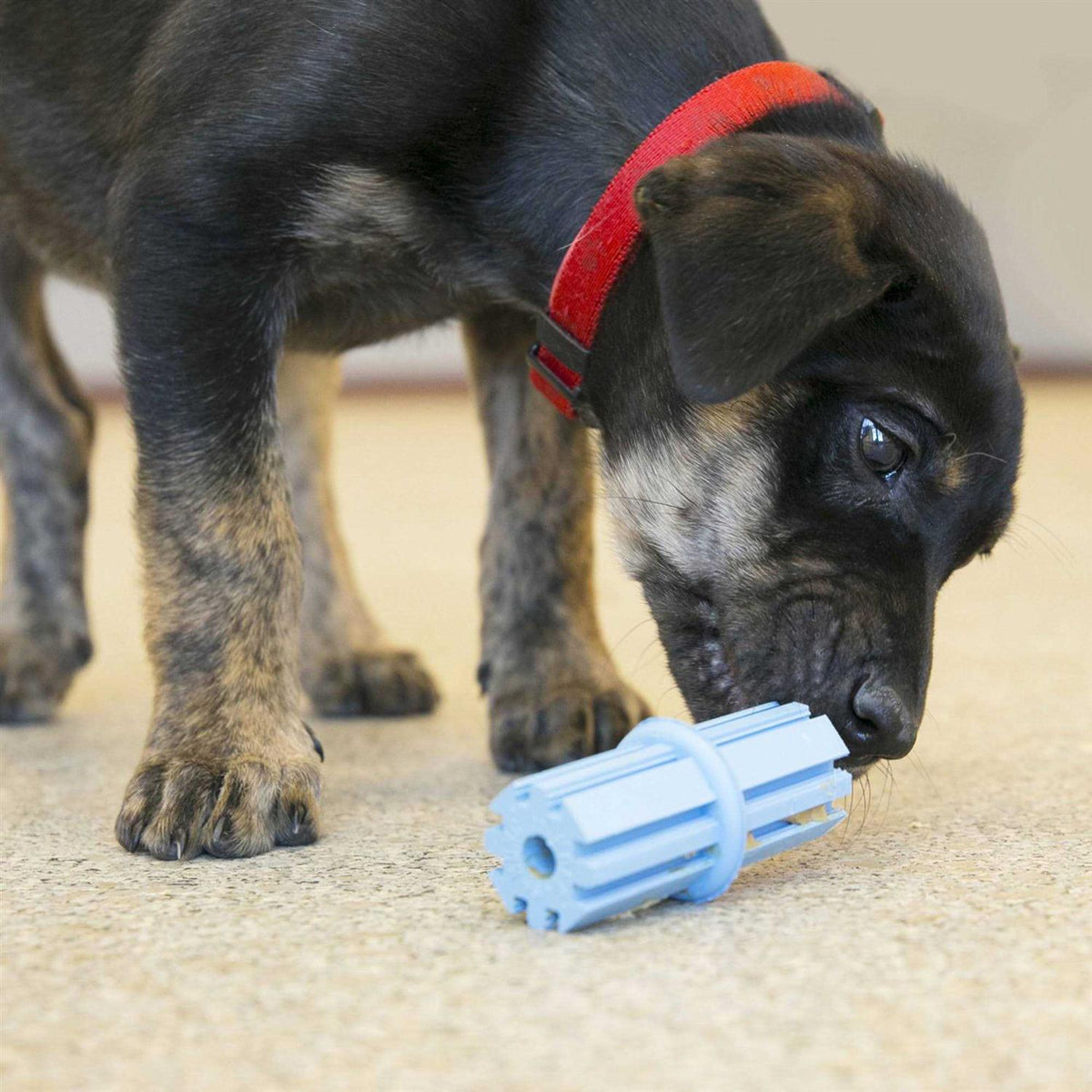 Dog Toy Puppy Teething Stick B763417