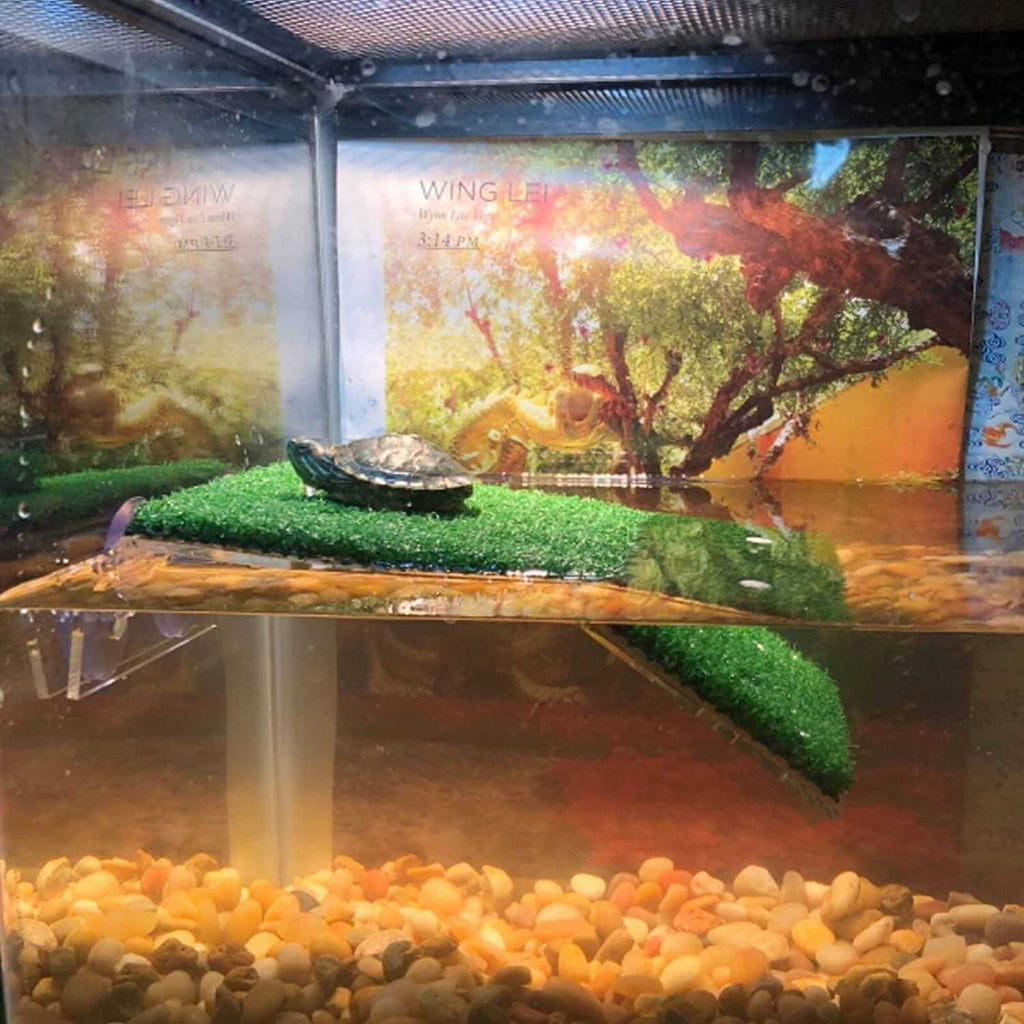 Turtle Basking Platform V55854