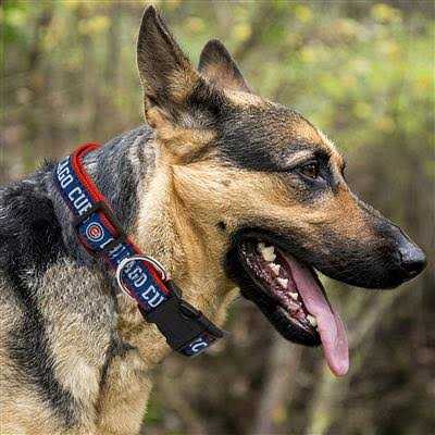Chicago Cubs Dog Collar G99866