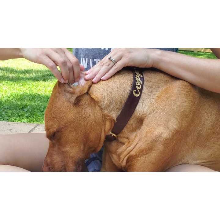 Aloe & Eucalyptus Dog Ear Wipes P250