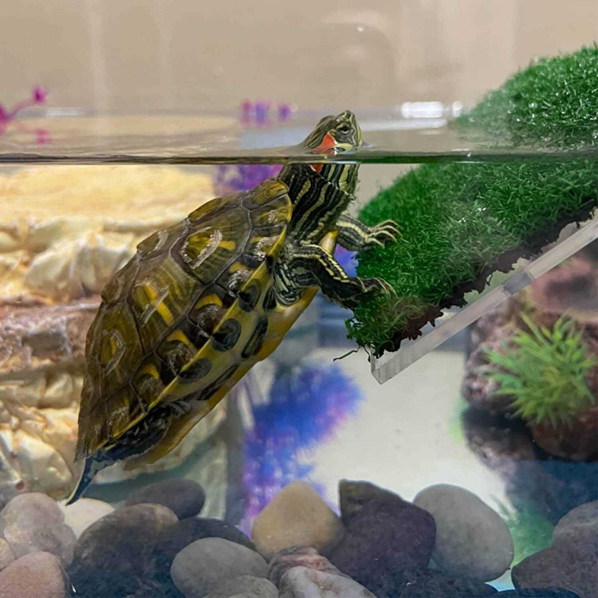 Turtle Basking Platform V55854